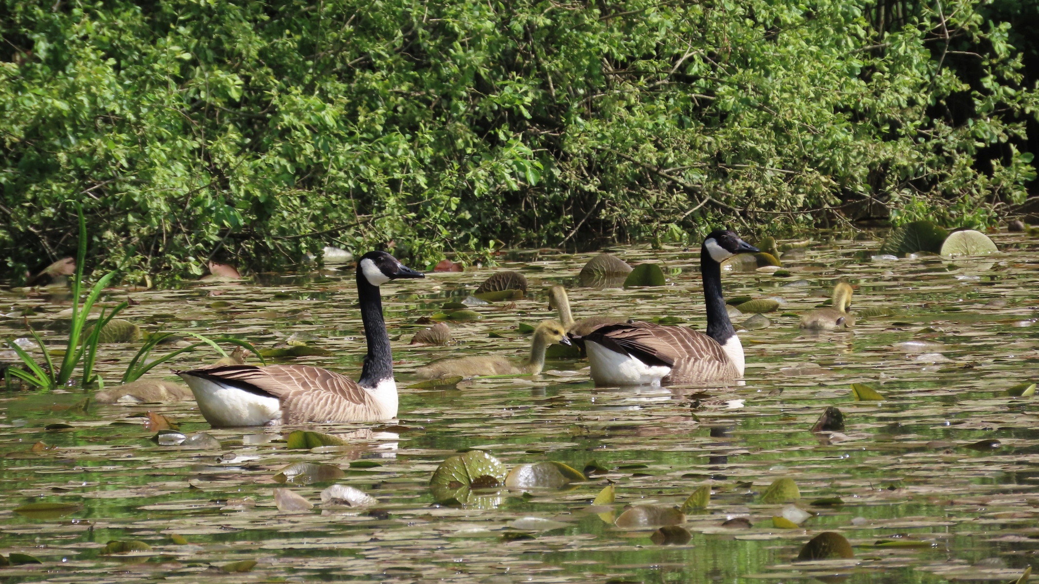 Canada-Geese-and-young